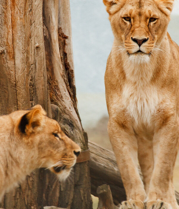 2 Lionesses at the Serengeti