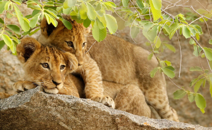2 Lions Cubs