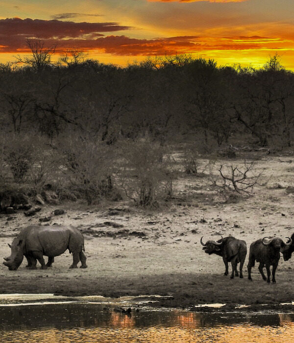 4 Buffaloes and a Rhino by a Water Hole