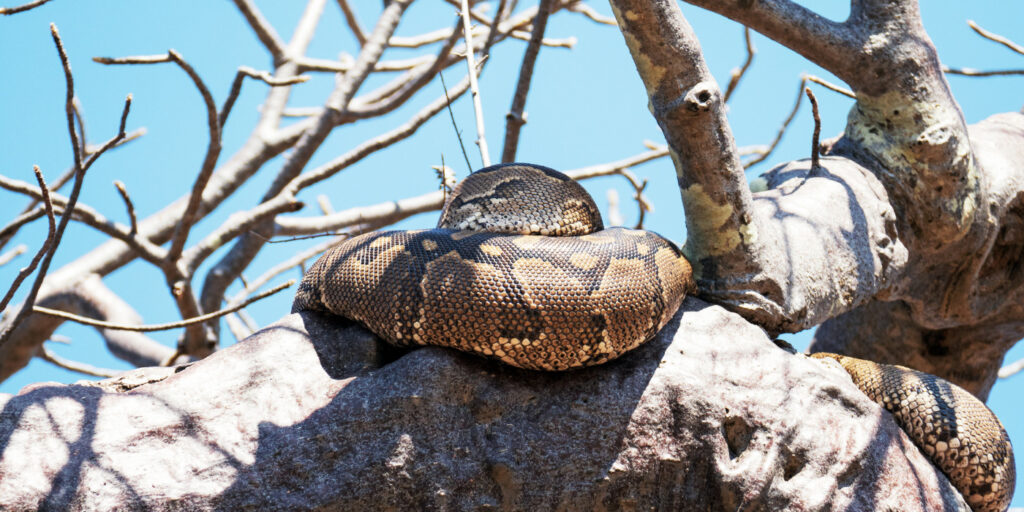 African Pythons Tanzania Safari Vacation Packages