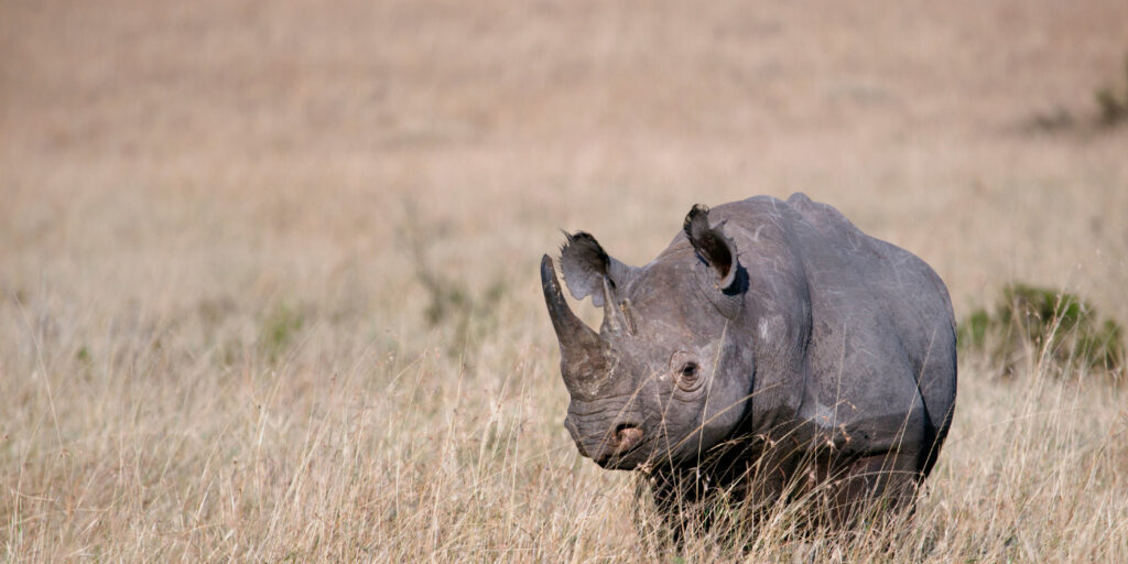 Black Rhino Tanzania Safari Vacation Packages