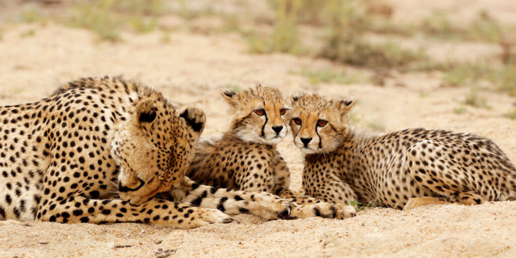 Cheetah with her Cubs Tanzania Safari Vacation Packages