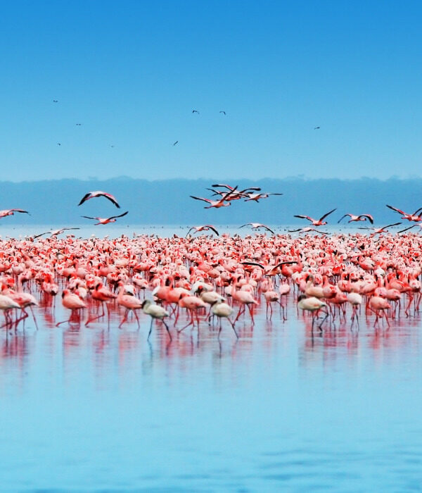 Flamingos at Lake Manyara