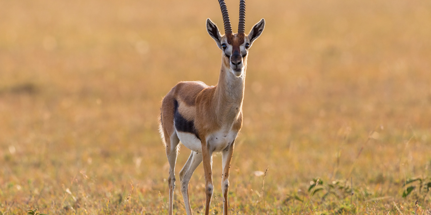 Gazelles Tanzania Safari Vacation Packages