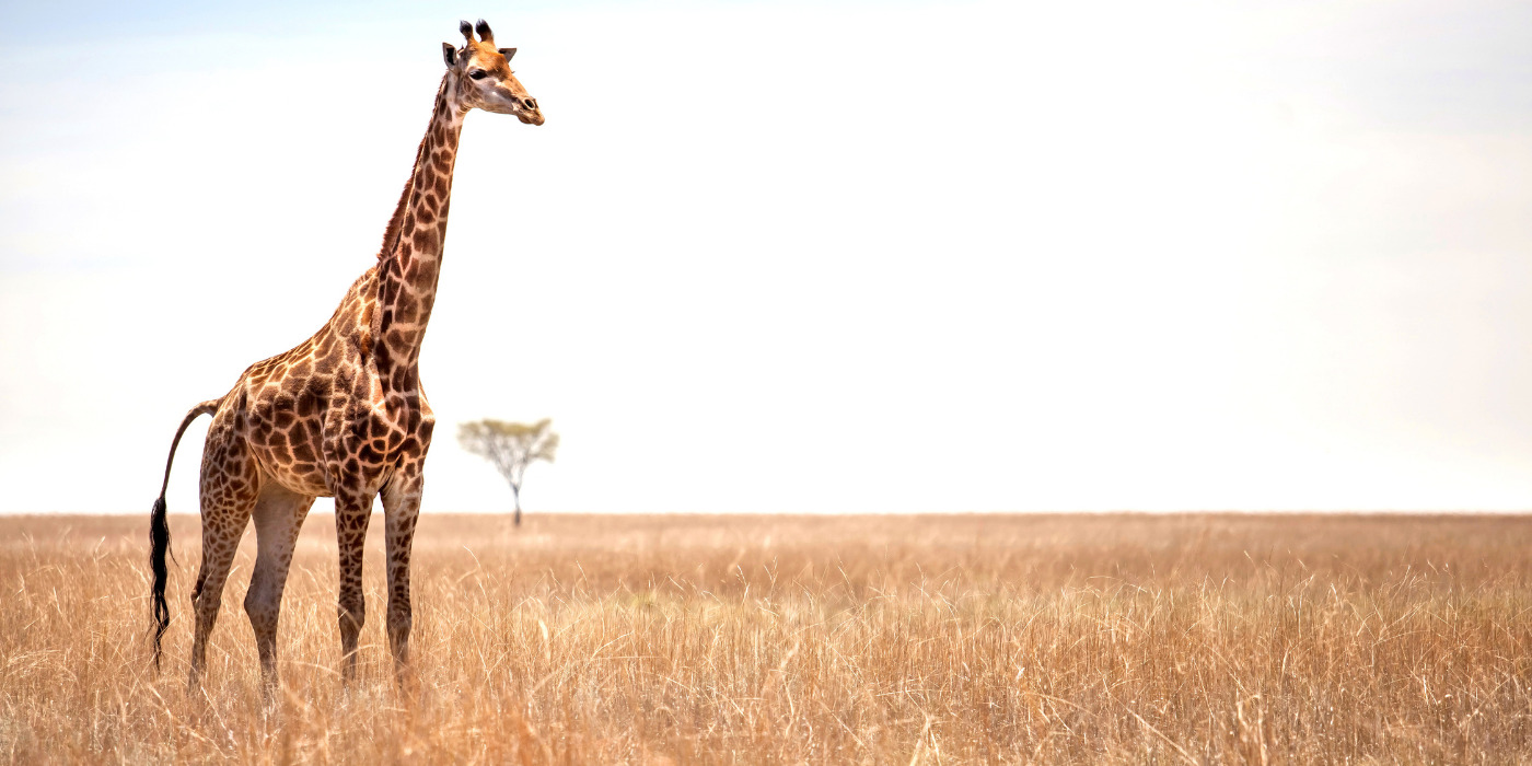 Giraffes Tanzania Safari Vacation Packages