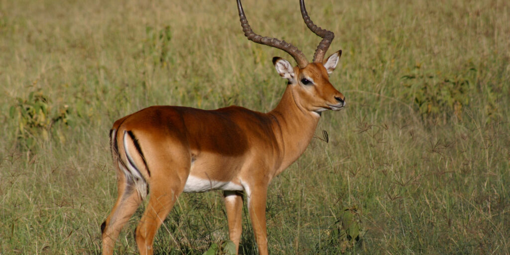 Impalas Tanzania Safari Vacation Packages