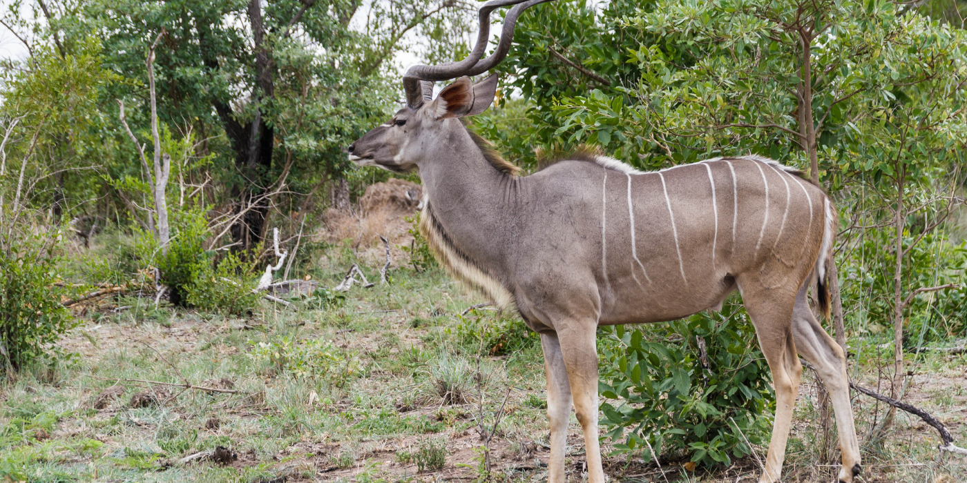 Kudus Tanzania Safari Vacation Packages