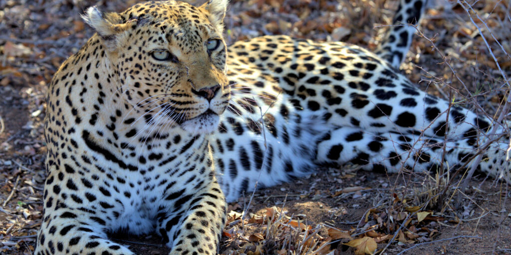 Leopard Tanzania Safari Vacation Packages