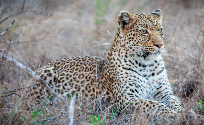 Leopard in the Wild