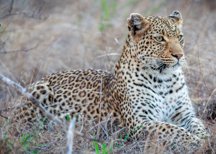 Leopard in the Wild