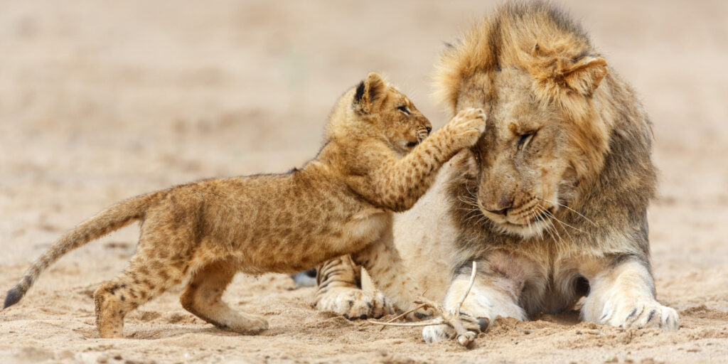 Lions Tanzania Safari Vacation Packages