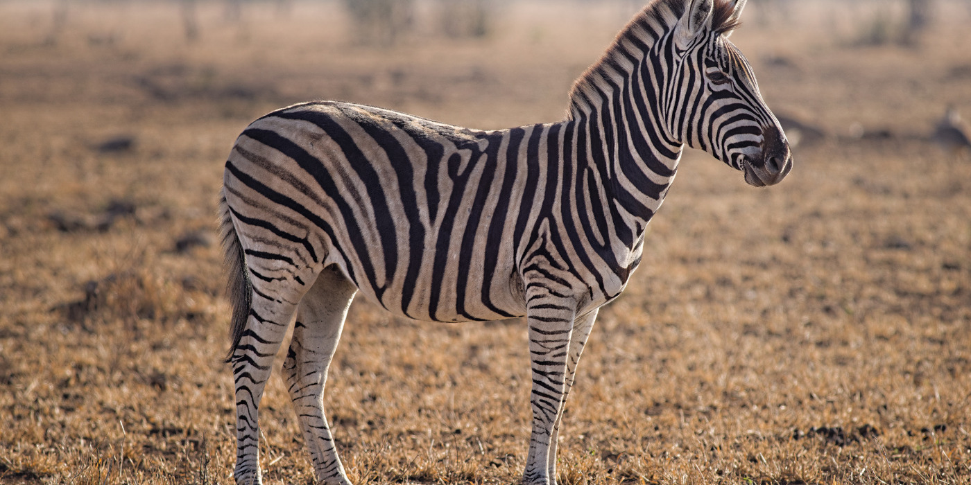 Zebras Tanzania Safari Vacation Packages