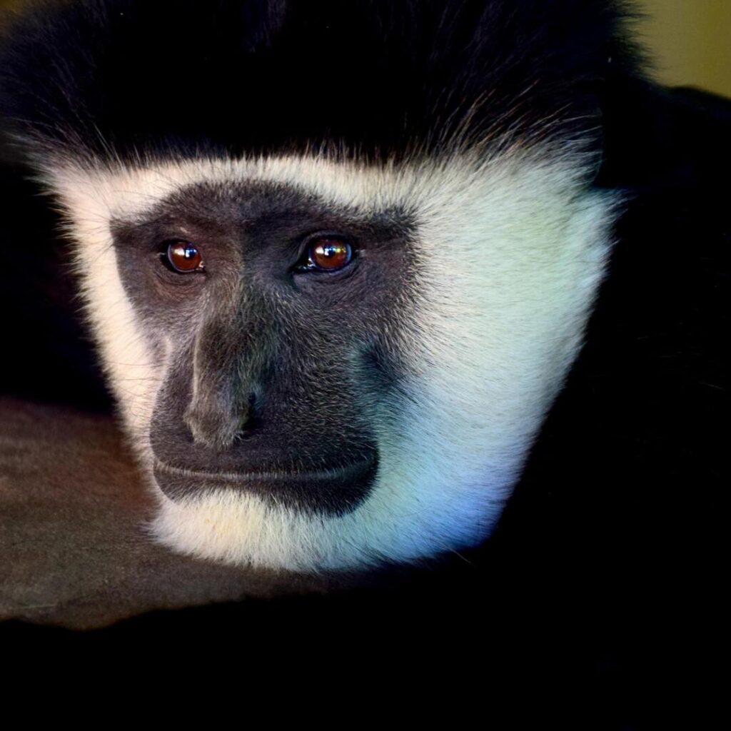 Colobus Monkey