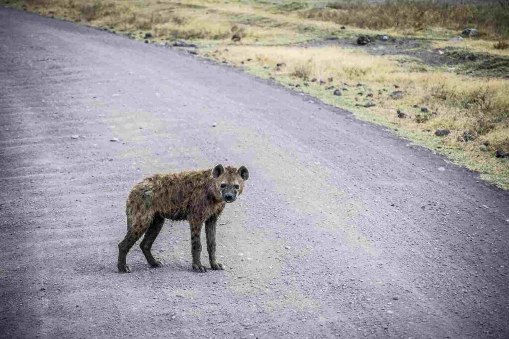 BEST TIME TO SEE THE NGORONGORO CONSERVATION AREA Resized
