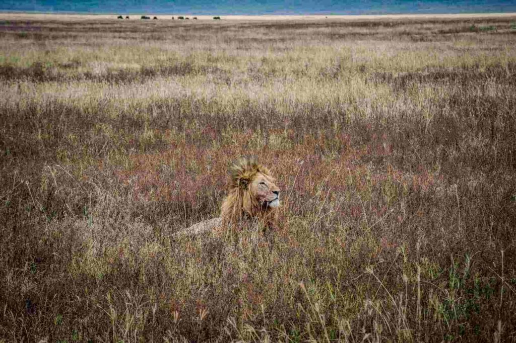 BEST TIME TO SEE THE NGORONGORO CONSERVATION AREA Resized 2
