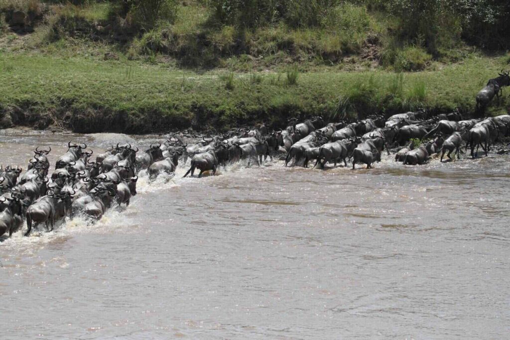 Best-Time-to-See-The-Migration-In-Serengeti