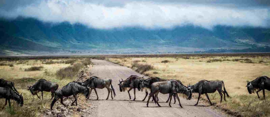 Ngorongoro Crater Conservation Area