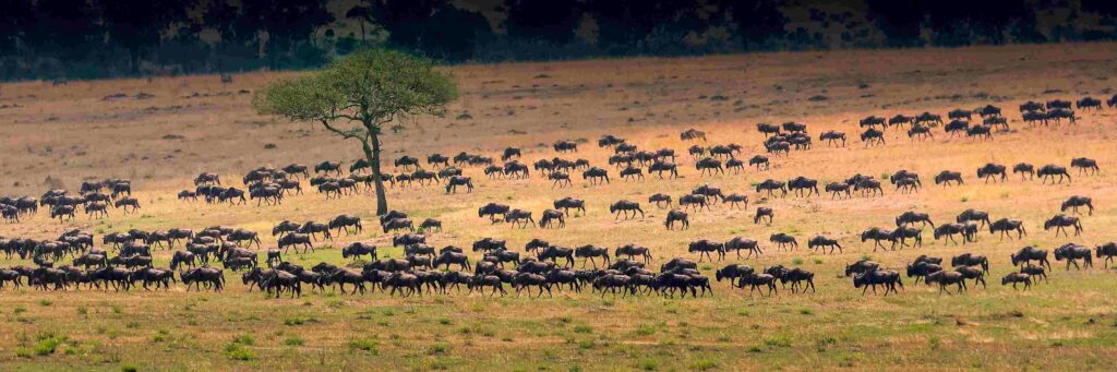 The-Great-Migration-Serengeti-Tanzania-Resize