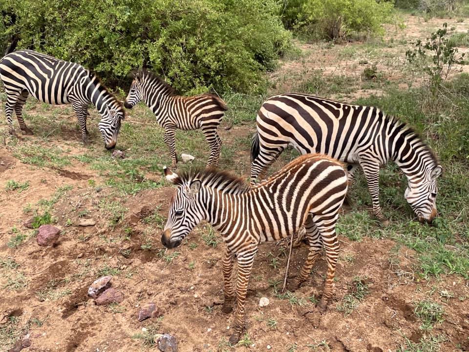 4 Zebras during Lena and Laura's Safari trip
