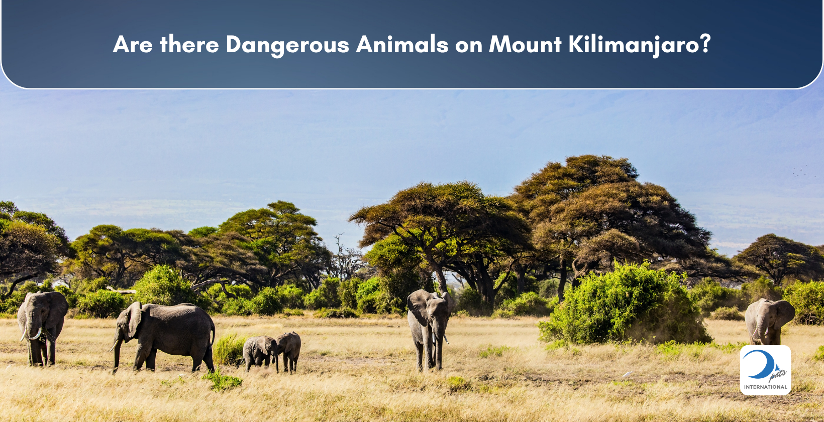 Kilimanjaro from Amboseli National Park