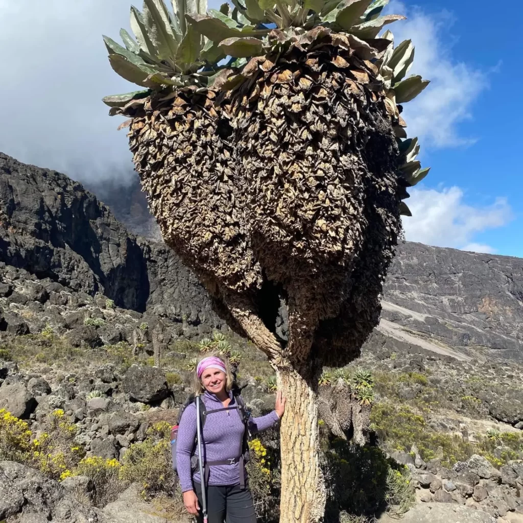 Kimberly At Barranco Valley On Kilimanjaro