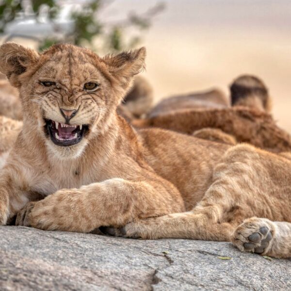 Lion Cubs At Serengeti National Park