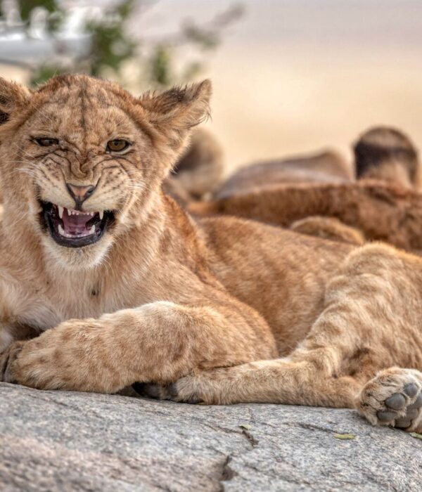 Lion Cubs At Serengeti National Park