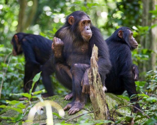 A Troop of Baboons