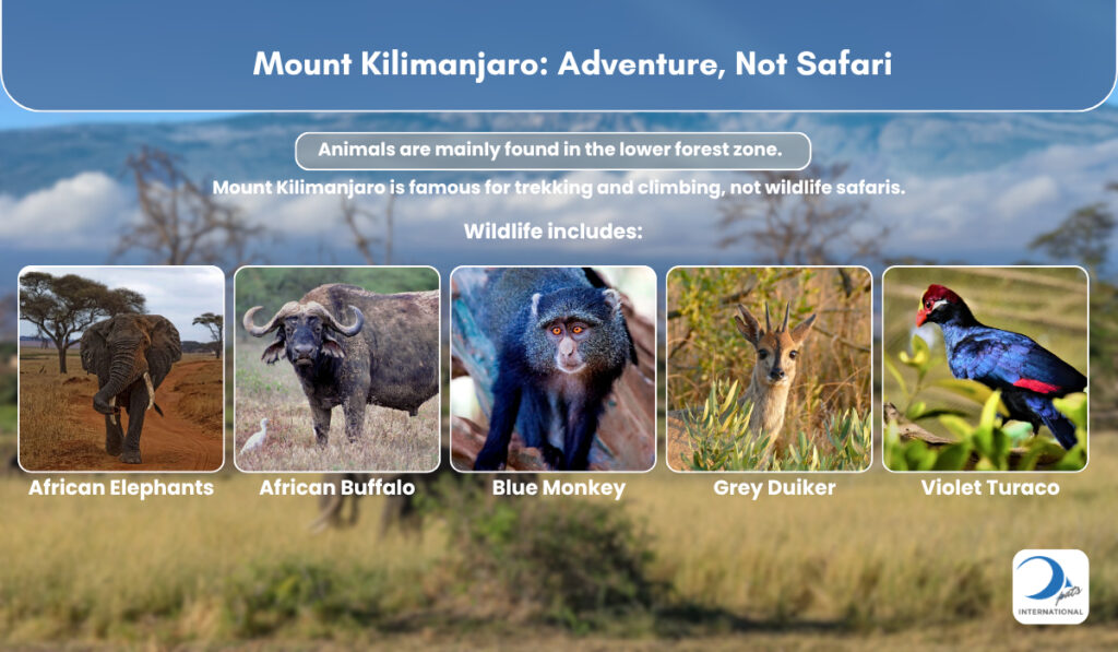 Animals at Mount Kilimanjaro Base